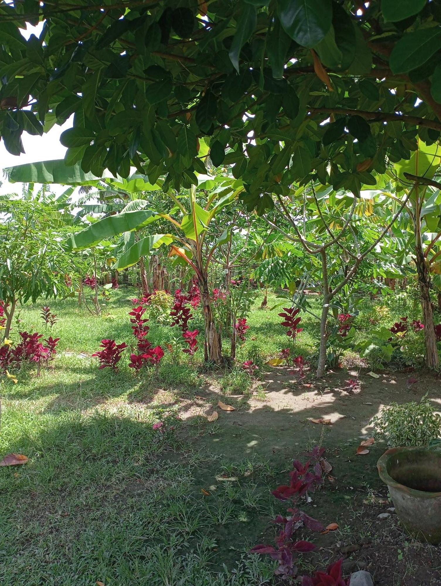 The Daun Puntik Homestay Pemenang Luaran gambar
