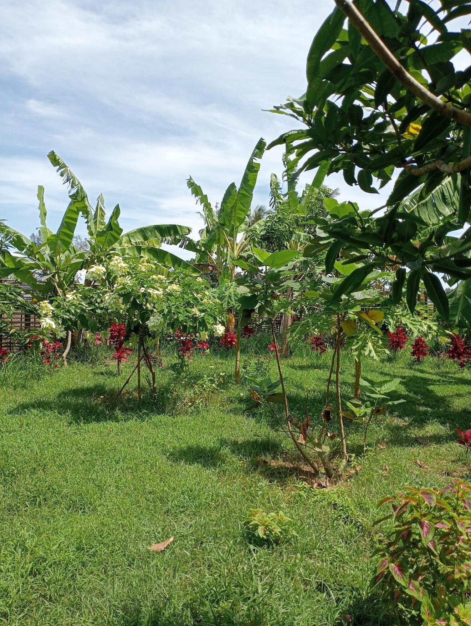 The Daun Puntik Homestay Pemenang Luaran gambar