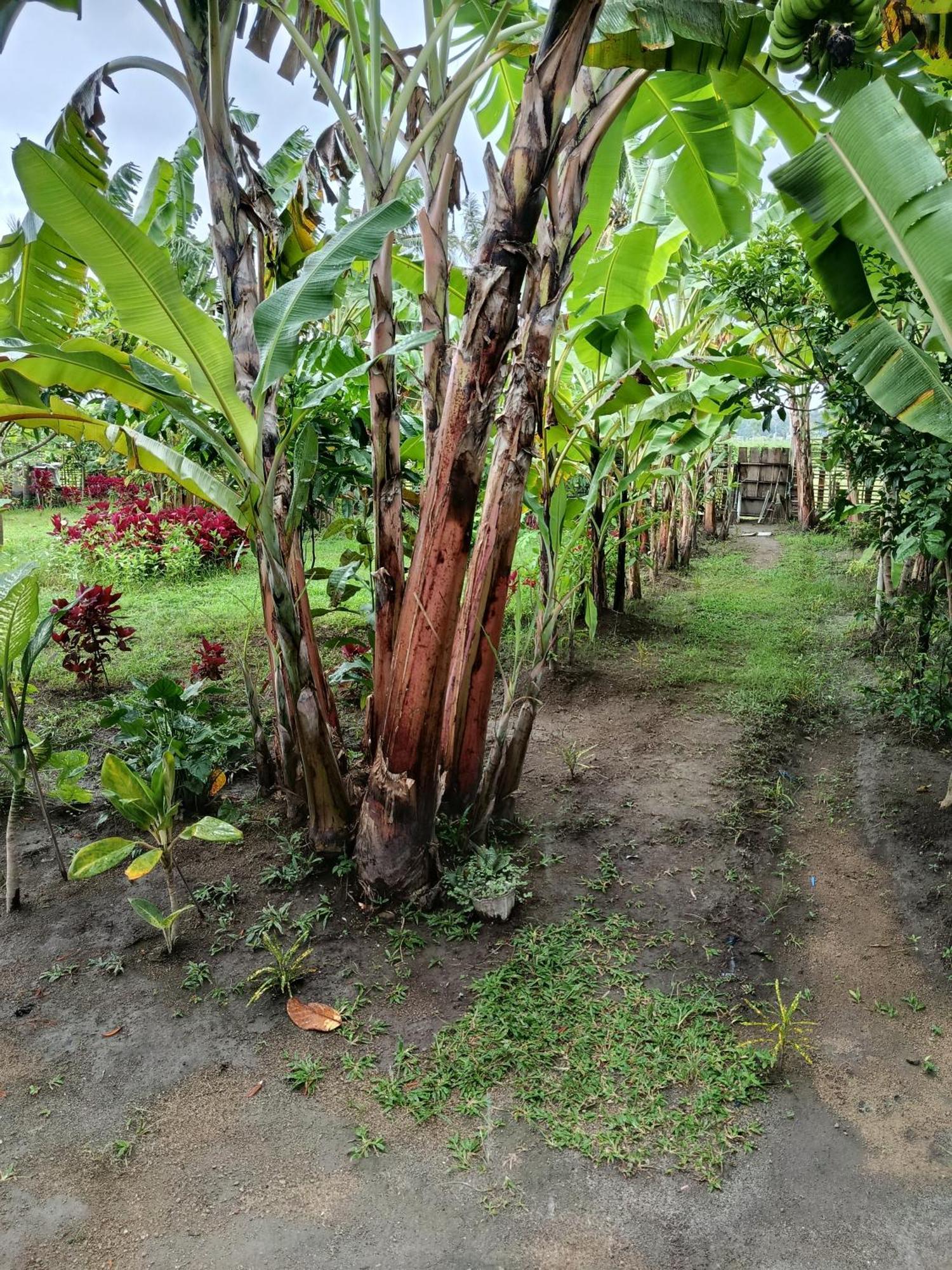 The Daun Puntik Homestay Pemenang Luaran gambar